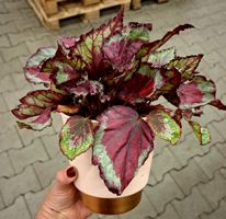 BEGONIA REX SPITIFIRE D: 30 cm, im Dekotopf keramisch