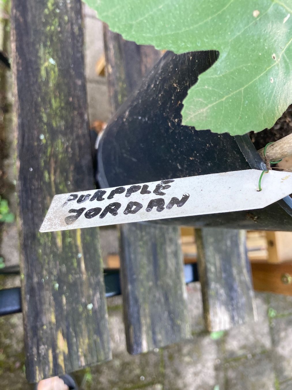 Piante & sementi: Feige Purple Jordan - junger Baum im Topf – Usato da Zürich venduto da aur_ydw6 3