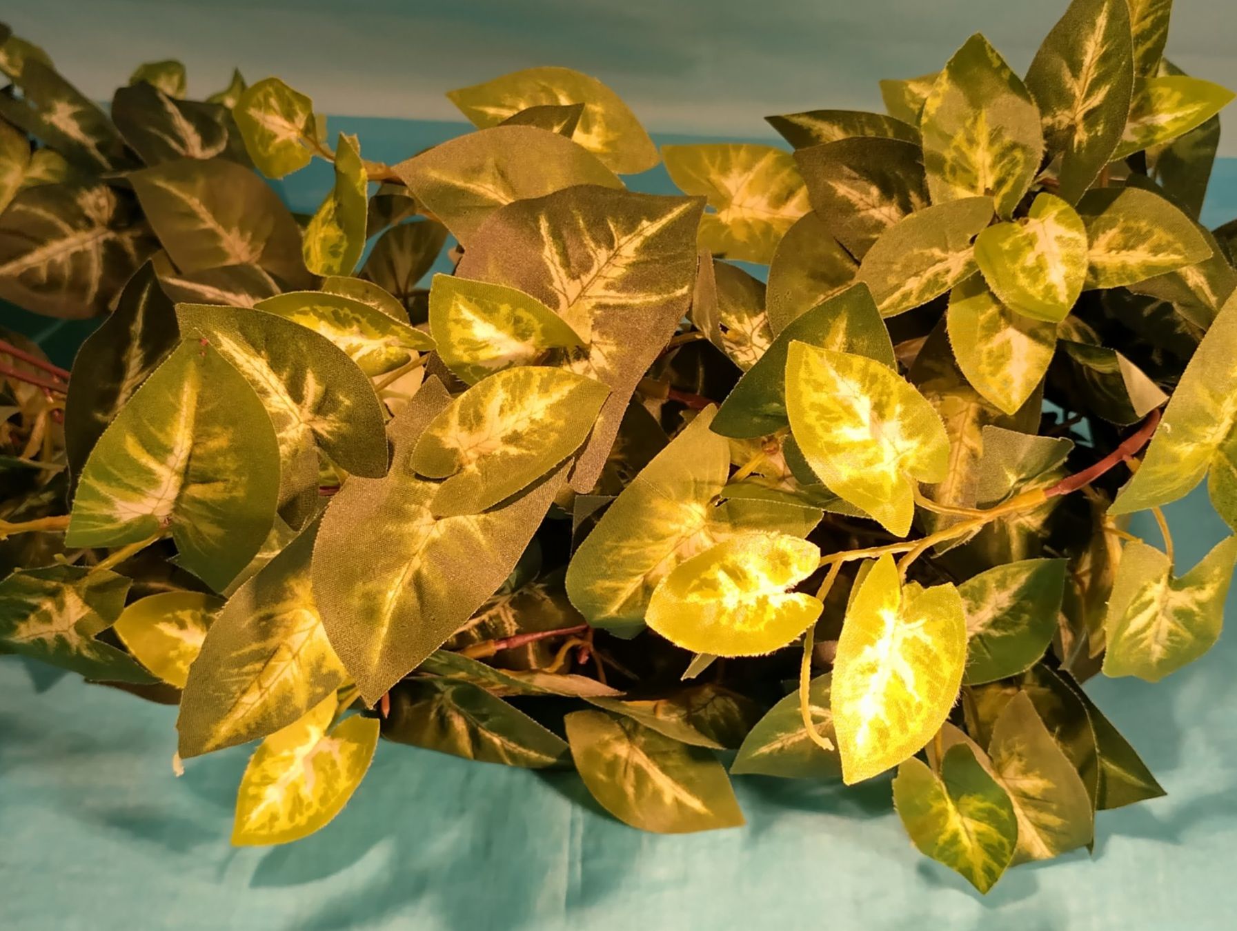Piante & sementi: Langes Efeu am Stiel, L: 95cm – Usato da Bellach venduto da JingleCherry 3