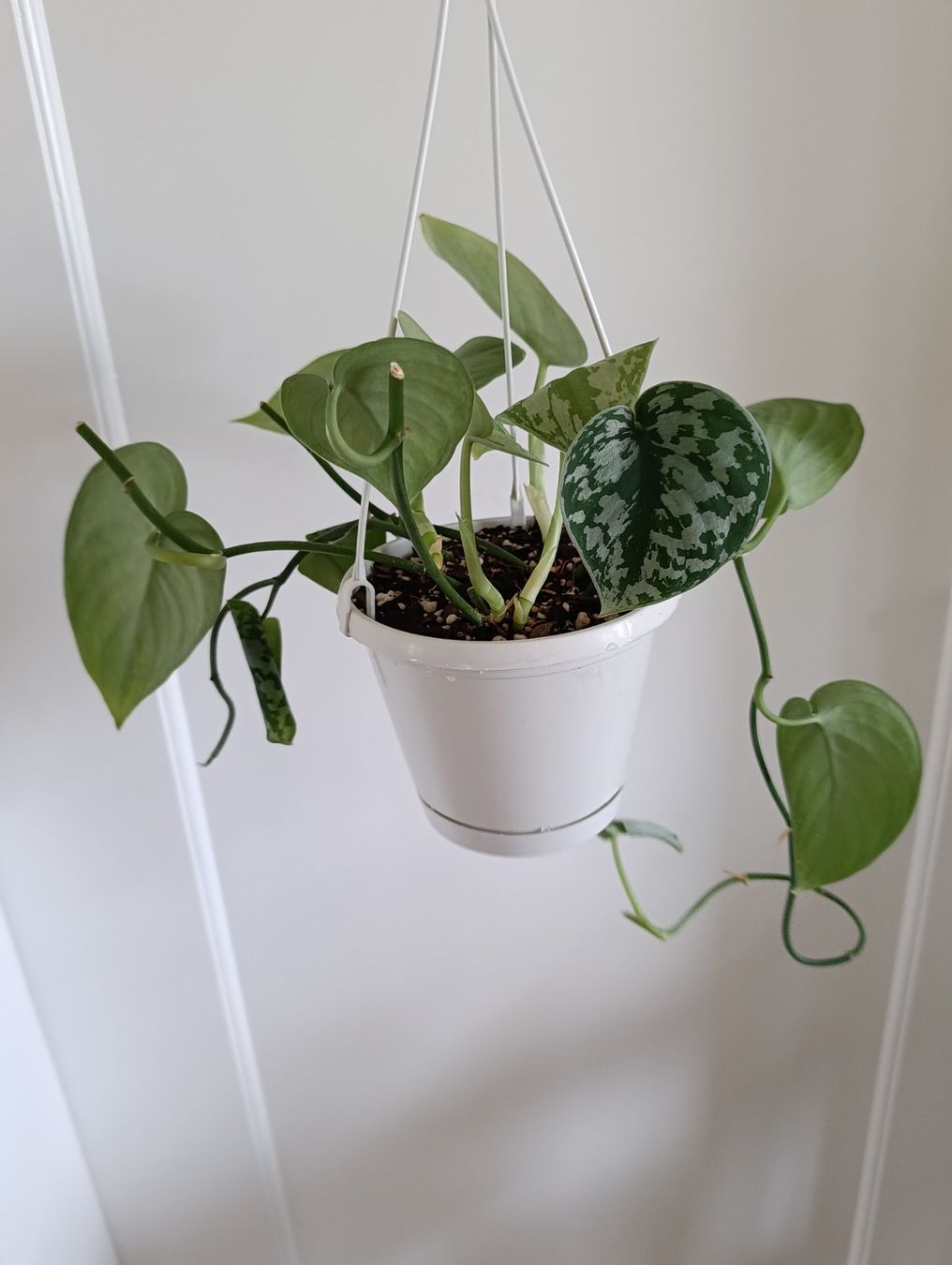 Plantes & graines: Scindapsus – D'occasion à Baar par L.isa28 3