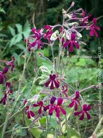 Pelargonium Sidoides - Südafrikanische Kapland-Pelargonie