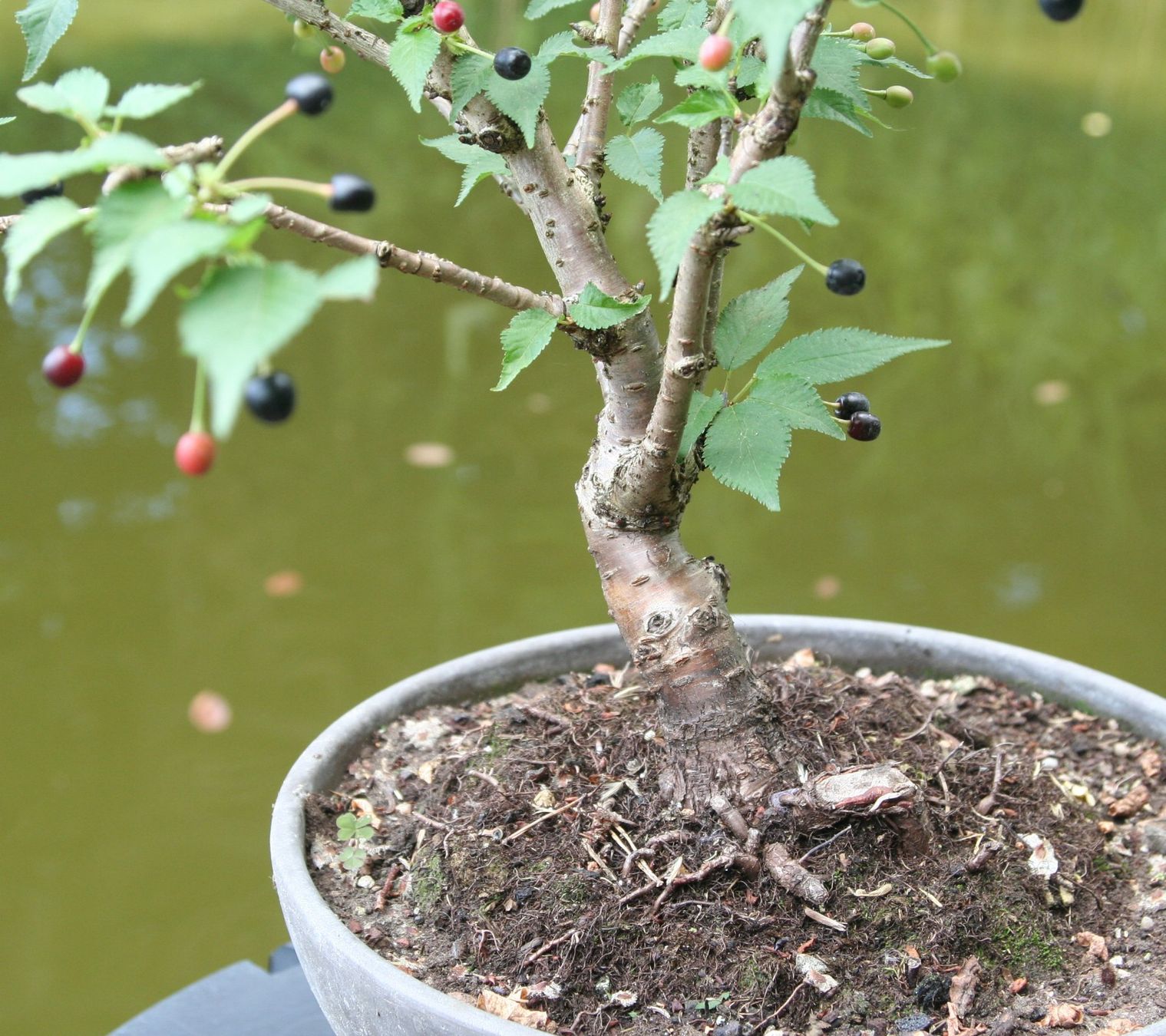 Piante & sementi: BONSAI  -  Kurilen-Kirsche – Nuovo (secondo la descrizione) da Gretzenbach venduto da Sikim 4