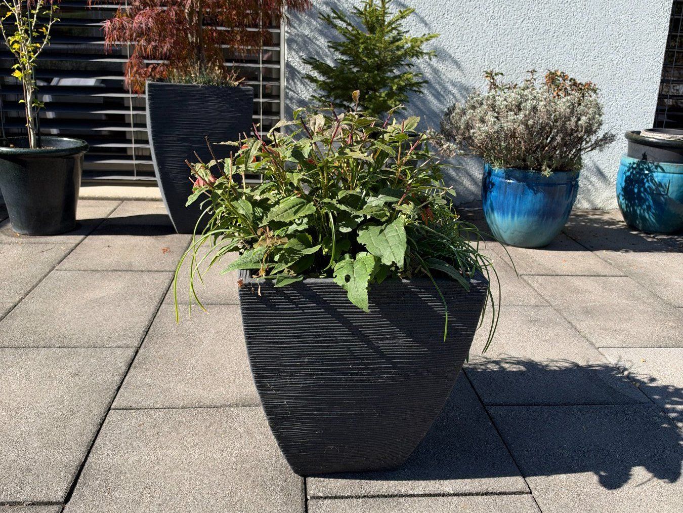 Piante & sementi: Roter Sonnenhut – Usato da Root venduto da calmchris 3