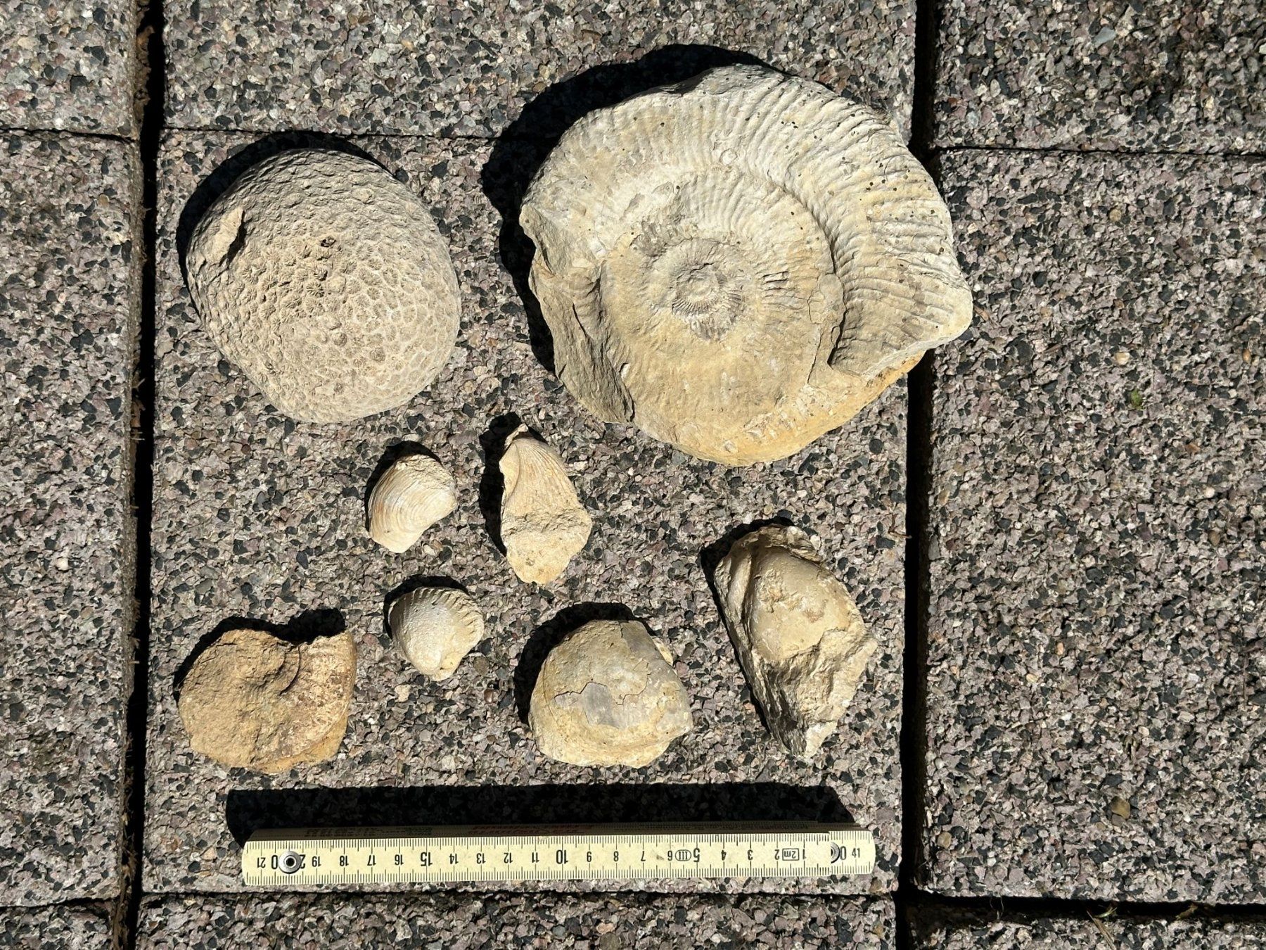 Fossilien: Fossilien, Versteinerungen – Gebraucht aus Neudorf von ManuelaCornelia 2