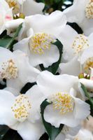 Camélia transnokoensis  (Botanique) 15-20cm