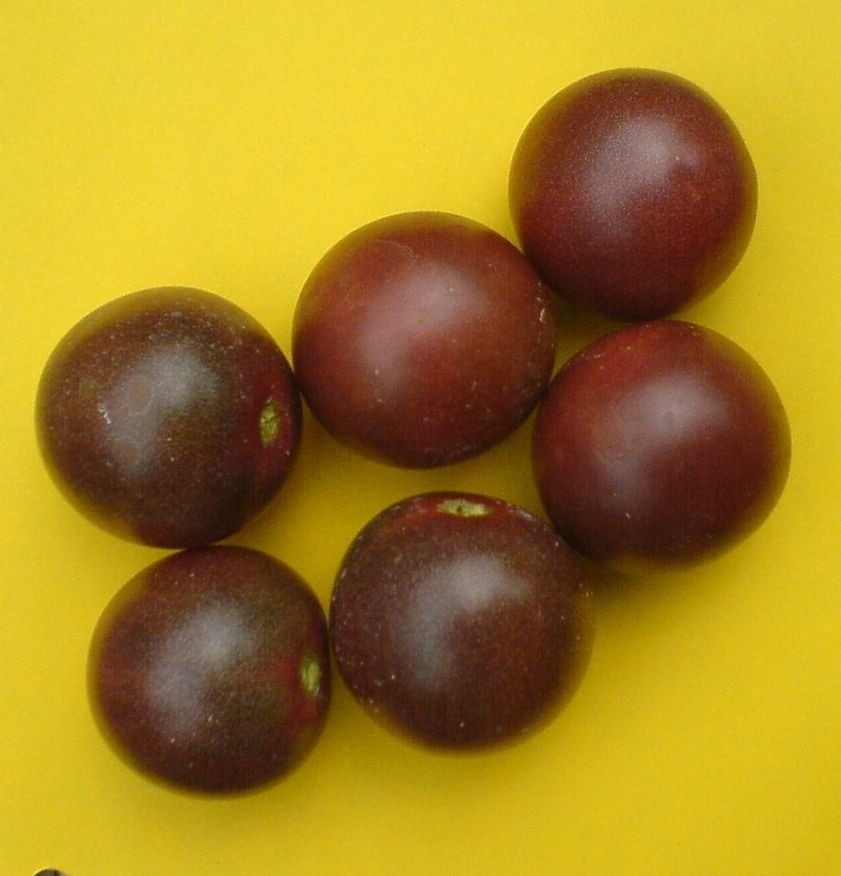 Piante & sementi: Cocktailtomate lila - Setzling! – Nuovo (secondo la descrizione) da Steffisburg venduto da Petroselium