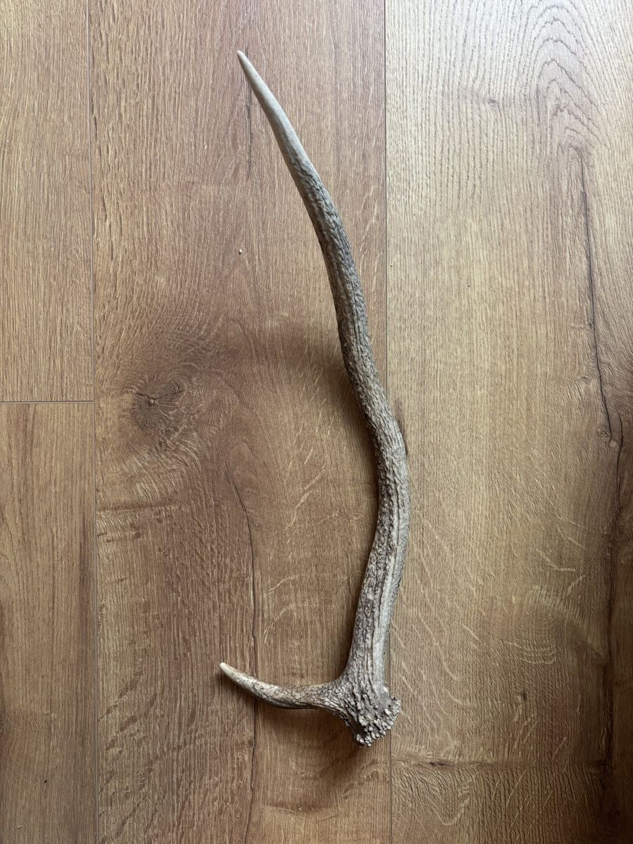 Articoli in legno: bois de cerf – Usato da Bottens venduto da ickma