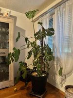 Monstera deliciosa Zimmerpflanze gross mit Topf