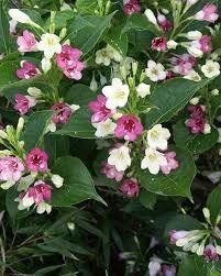 Piante & sementi: Weigelia bicolore blanc rose 15-20cm – Nuovo (secondo la descrizione) da Bremblens venduto da FIBONACCI369 1