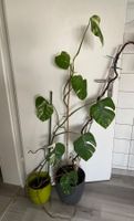 Pflanze Blume Monstera deliciosa 'Variegata Blumen