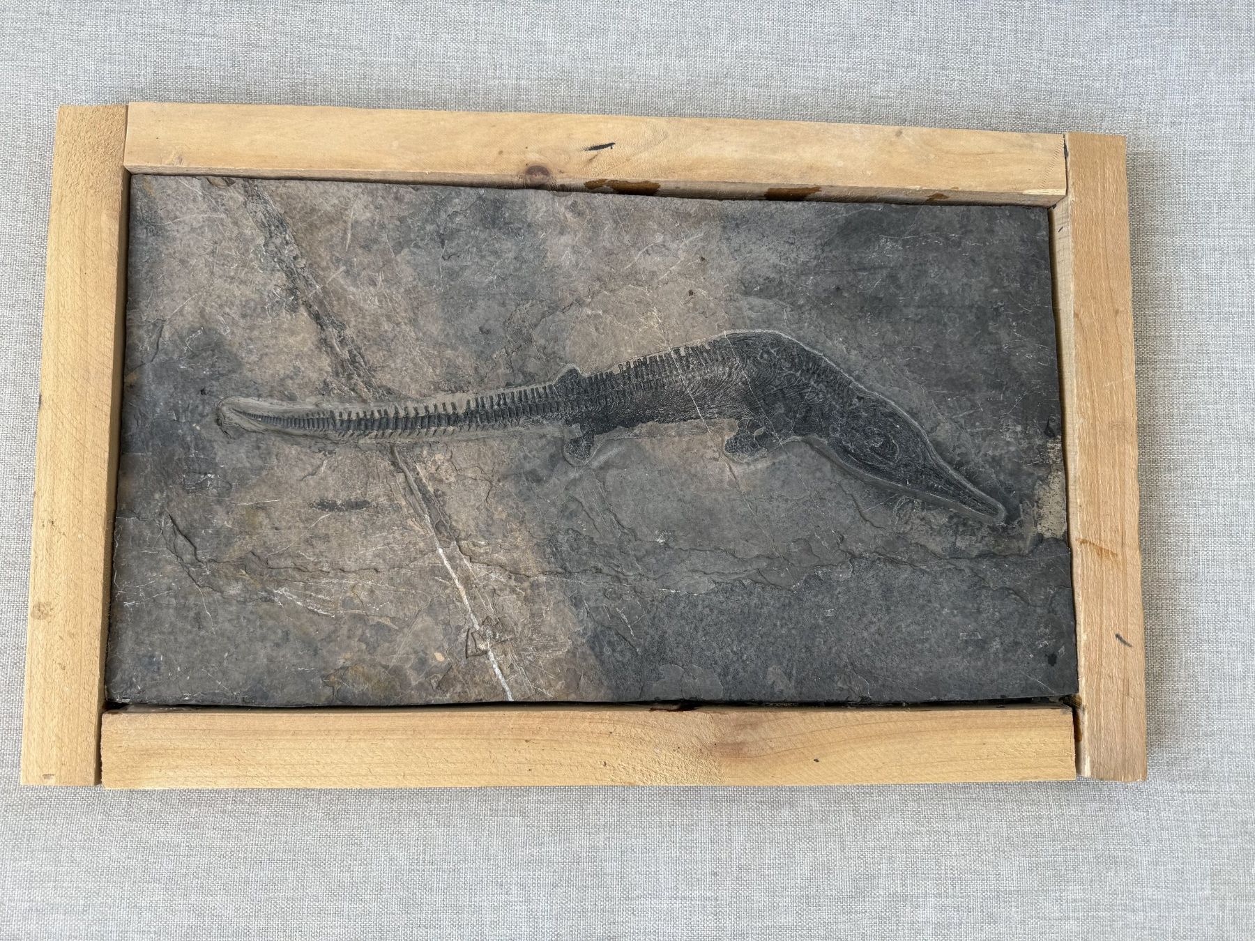Fossili: Mega Rarität Mixosaurus – Usato da schüpfen venduto da rica122