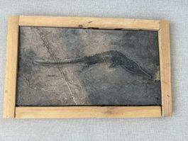 Mega Rarität Mixosaurus