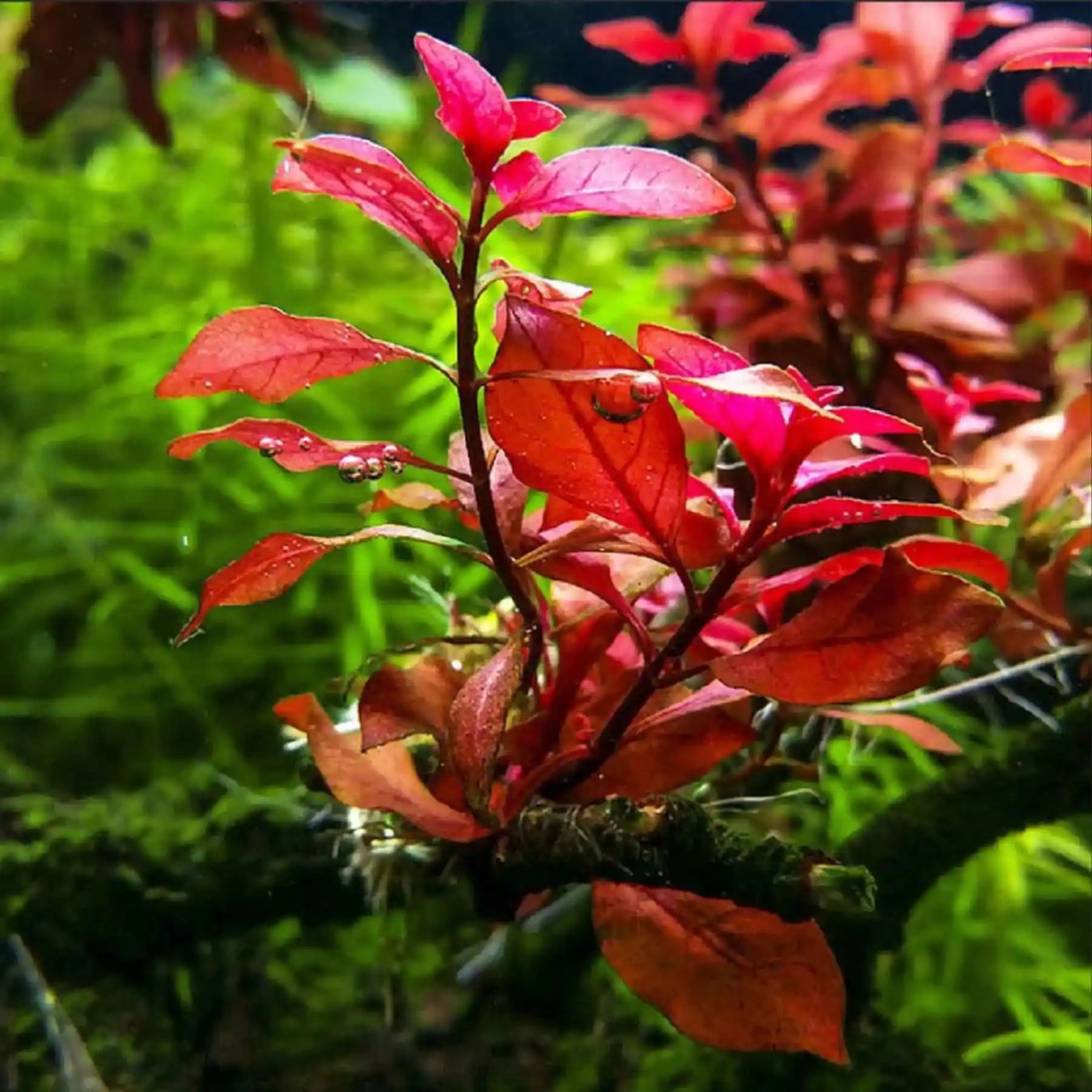 Pflanzen & Samen: Ludwigia palustris 'Super Red' – Gebraucht aus Winterthur von Aquascaper321 1