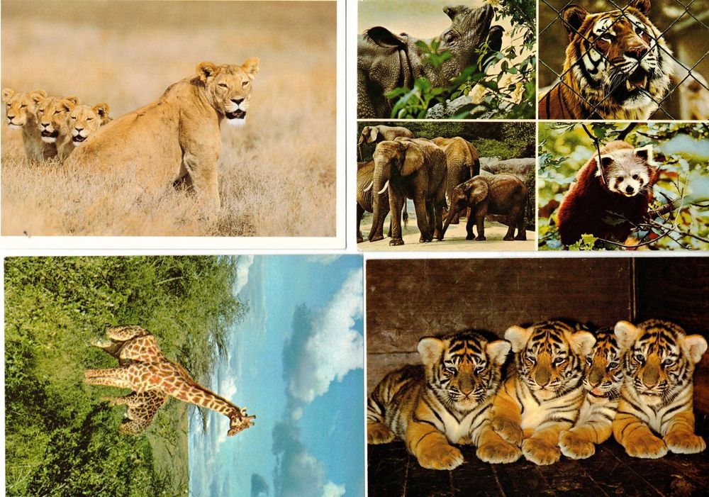 GmbH 45-teiliges 3D-Sticker-Set – Tiger, Löwen & Giraffen, Mit Glitzereffekt, Für Kinder & Bastelprojekte