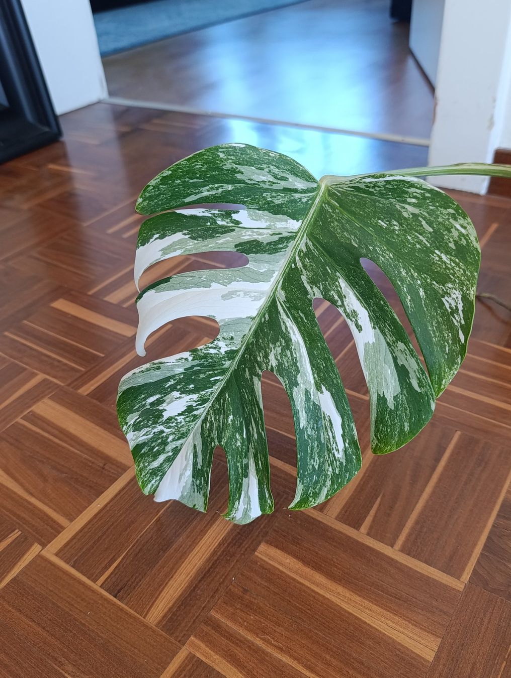 Piante & sementi: Monstera Variegata – Usato da Baar venduto da L.isa28 2