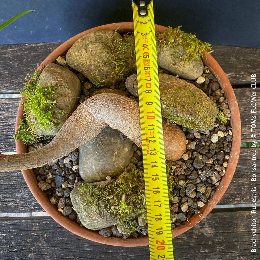 Piante & sementi: Brachychiton Rupestris Bonsai, Flaschenbaum, 50cm – Nuovo e nell'imballaggio originale da Adliswil venduto da TAKEYOURPLANT 2