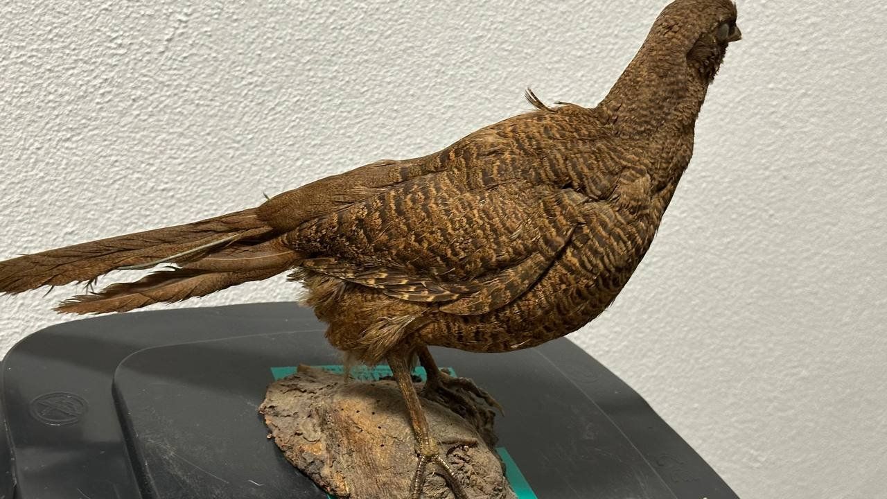 Il mondo degli animali: Ausgestopfter Vogel – Usato da Beringen venduto da Mantafisch1 2