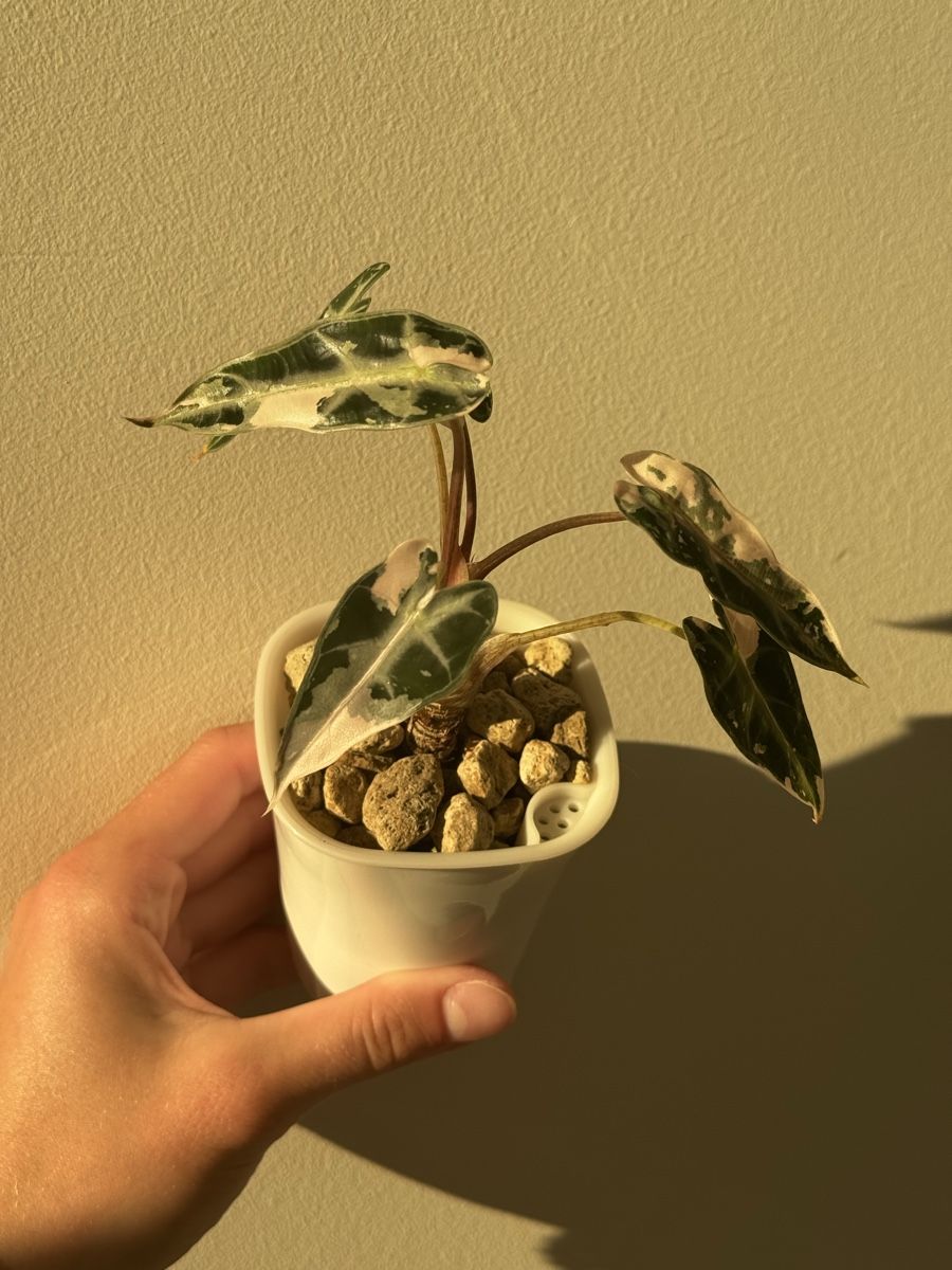 Plantes & graines: Alocasia bambino pink – D'occasion à Bachenbülach par csp_6rns 2