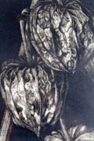 ALEXANDER ARUNDELL (British, *1961) Physalis Franchetti 2003