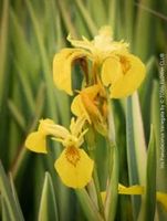 IRIS PSEUDACORUS VARIEGATA - Wasserpflanze für Dein Teich
