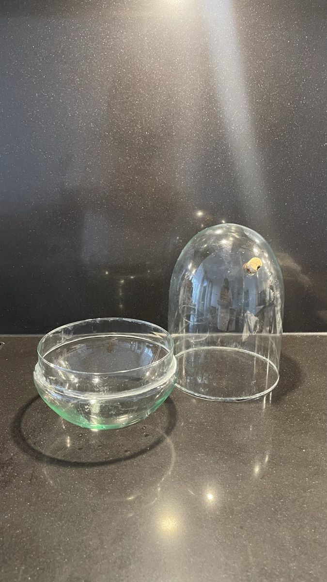 Terrario: Terrarium Glas Ei-Form – Usato da Neuhausen am Rheinfall venduto da nifi.plants 2