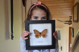 Papillon de nuit Automeris excreta Entomologie