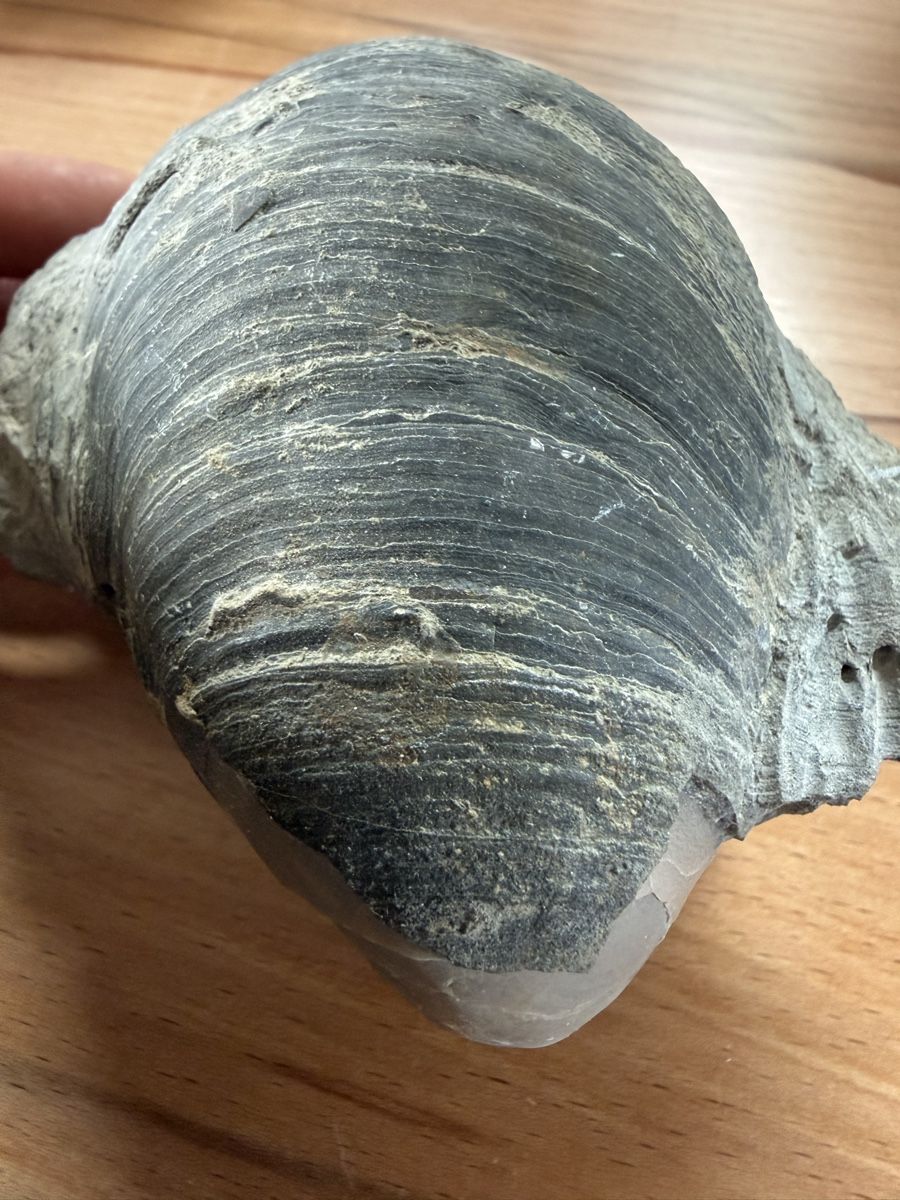 Fossilien: Versteinerte Auster – Gebraucht aus Grenchen von Bastet007 7