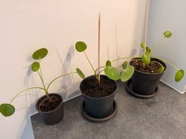 3x Ufo-Pflanzen (Pilea Peperomioides)