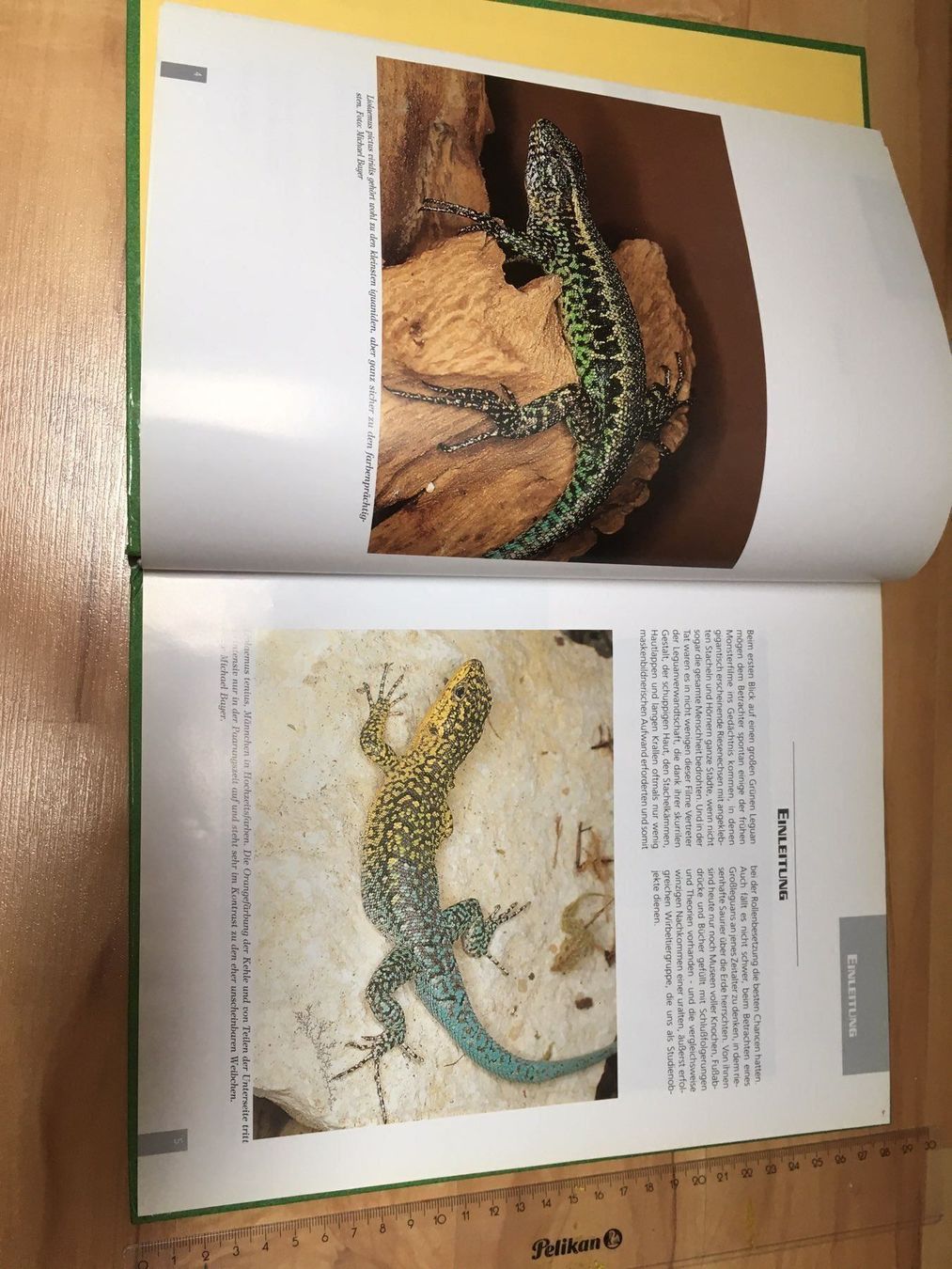 Libri: Super Buch GRÜNE LEGUANE – Usato da Siegershausen venduto da Bubsi83 2