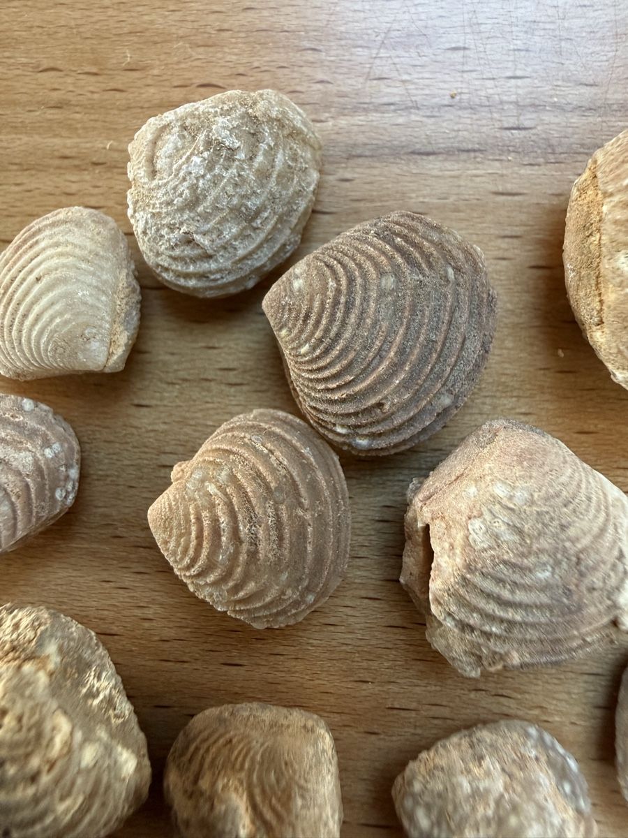 Fossiles: Versteinerte Muscheln – D'occasion à Grenchen par Bastet007 3