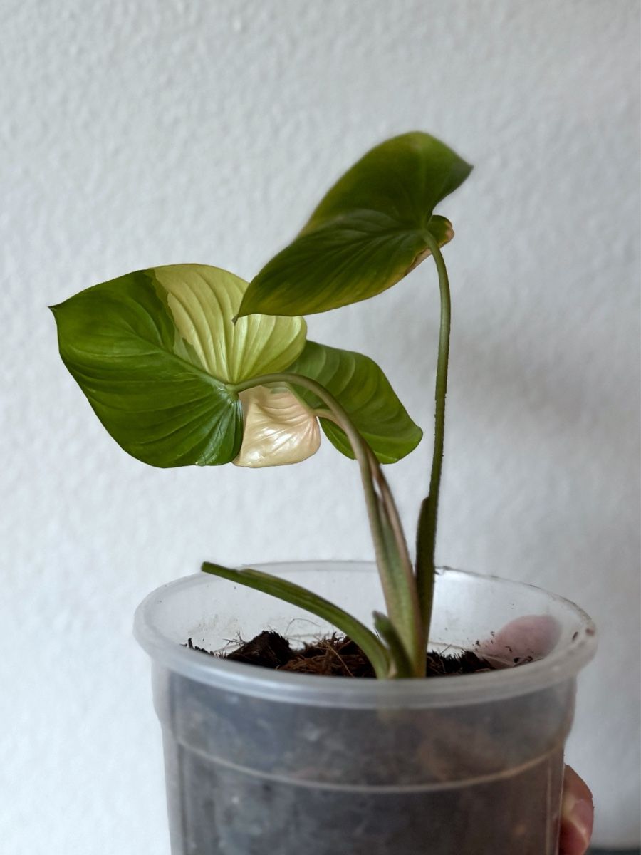 Piante & sementi: Homalomena Rubescens Pink – Nuovo (secondo la descrizione) da Bern venduto da Lucas_Ma 2