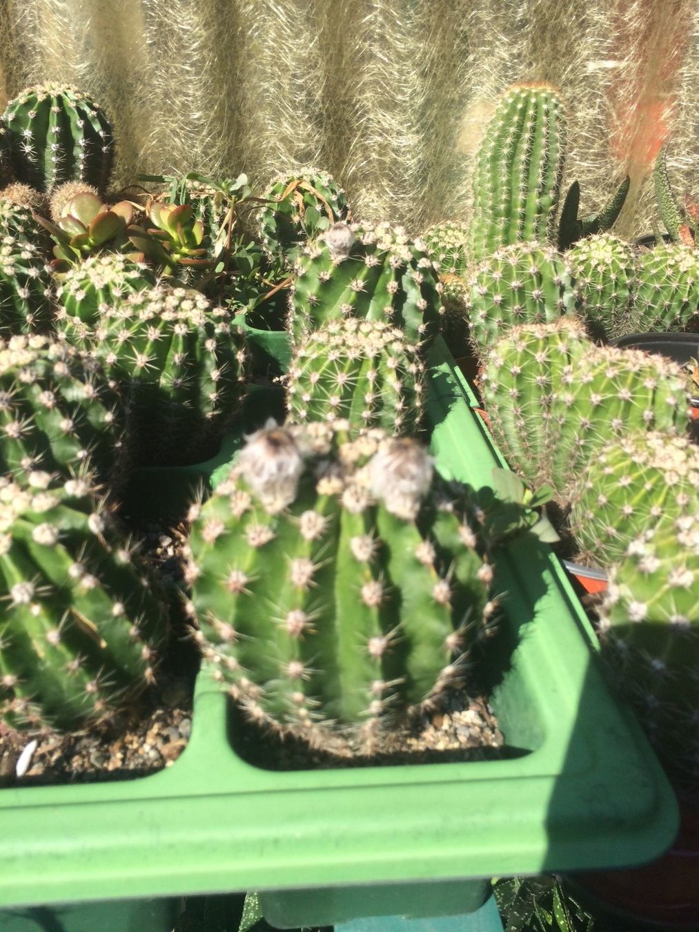 Piante & sementi: Echinopsis eyriesii – Nuovo (secondo la descrizione) da Vinelz venduto da Wellensittich55 3