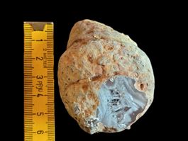 Gasteropode silicizzato (Agatizzato)