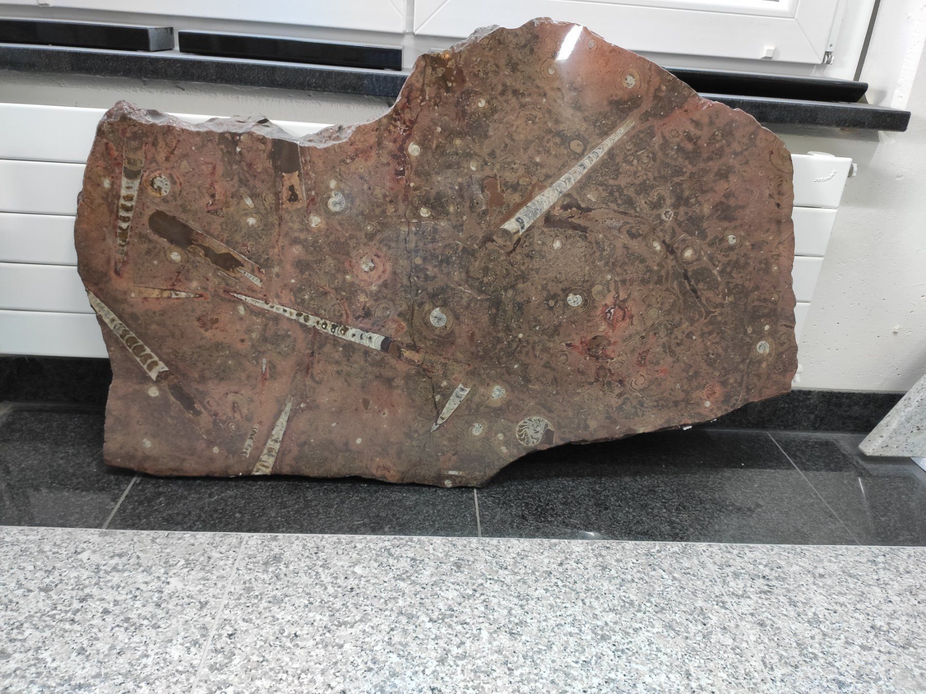 Sculture & Statue: Wandrelief Fossilien – Usato da Hittnau venduto da eggihittnau 2