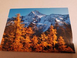 AK Lötschental / Bietschhorn, Lärchenwald Wallis / Valais