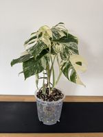 🌱Monstera deliciosa Variegata🌱 Nr. 2