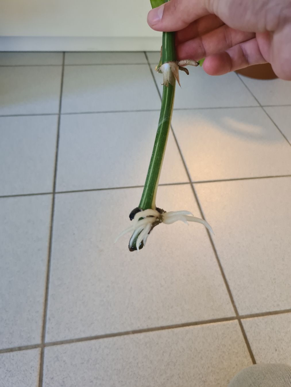 Pflanzen & Samen: Monstera Minima Variegata – Gebraucht aus Endingen von ale_jjv2 2