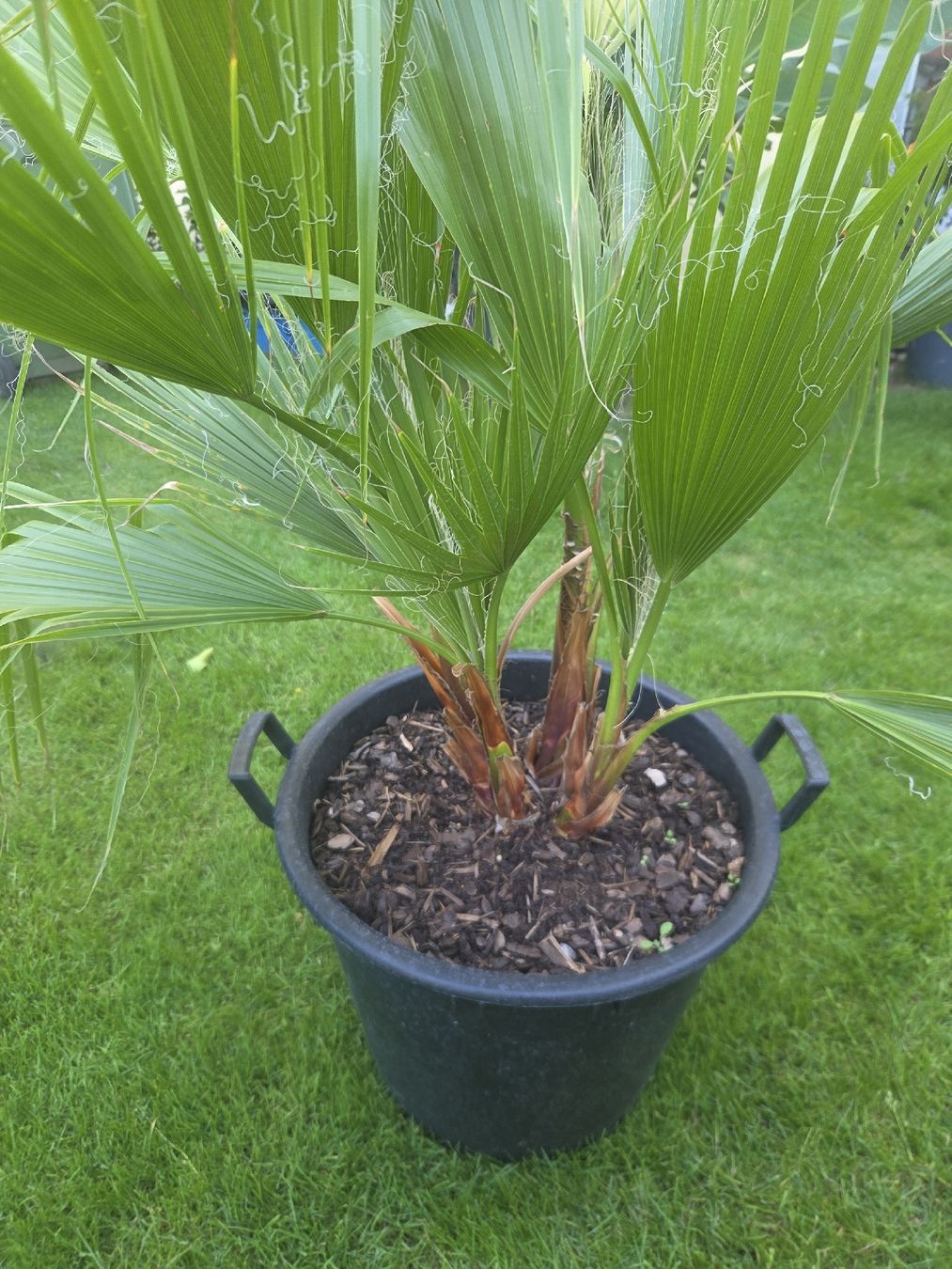 Piante & sementi: Washingtonia Robusta palme 4er stamm – Usato da Unterlunkhofen venduto da tomnova 2