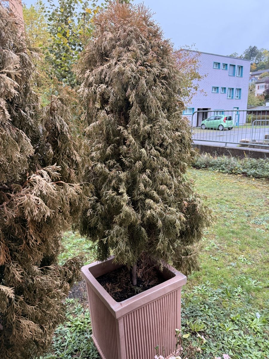 Pflanzen & Samen: 4 Stück Thuja-Lebensbaum im Topf – Gebraucht aus Schaffhausen von Lutka01 4