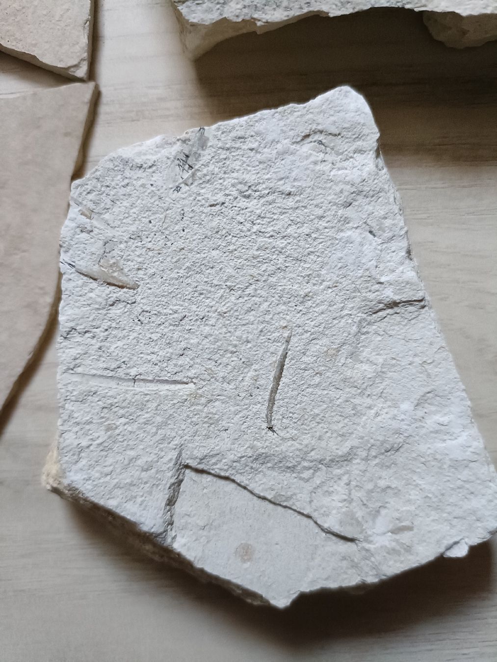 Fossili: Fossilien Sammlung von Solnhofen, DE – Usato da Baden venduto da mar_zhd9 4