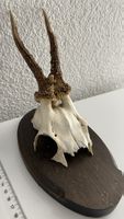 Dekorativer Rehbock-Schädel auf Holzbrett