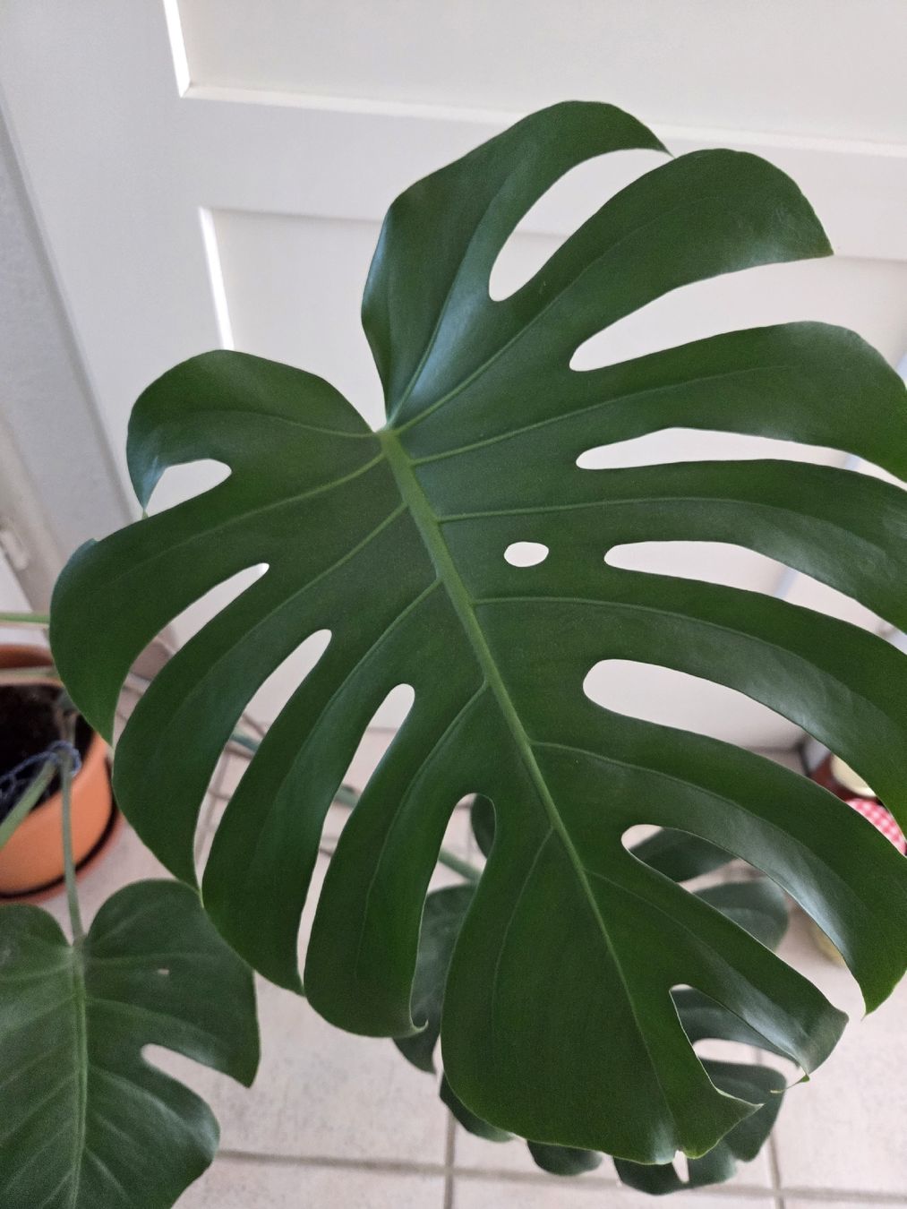 Piante & sementi: Monstera – Usato da Zürich venduto da Shiva79 2