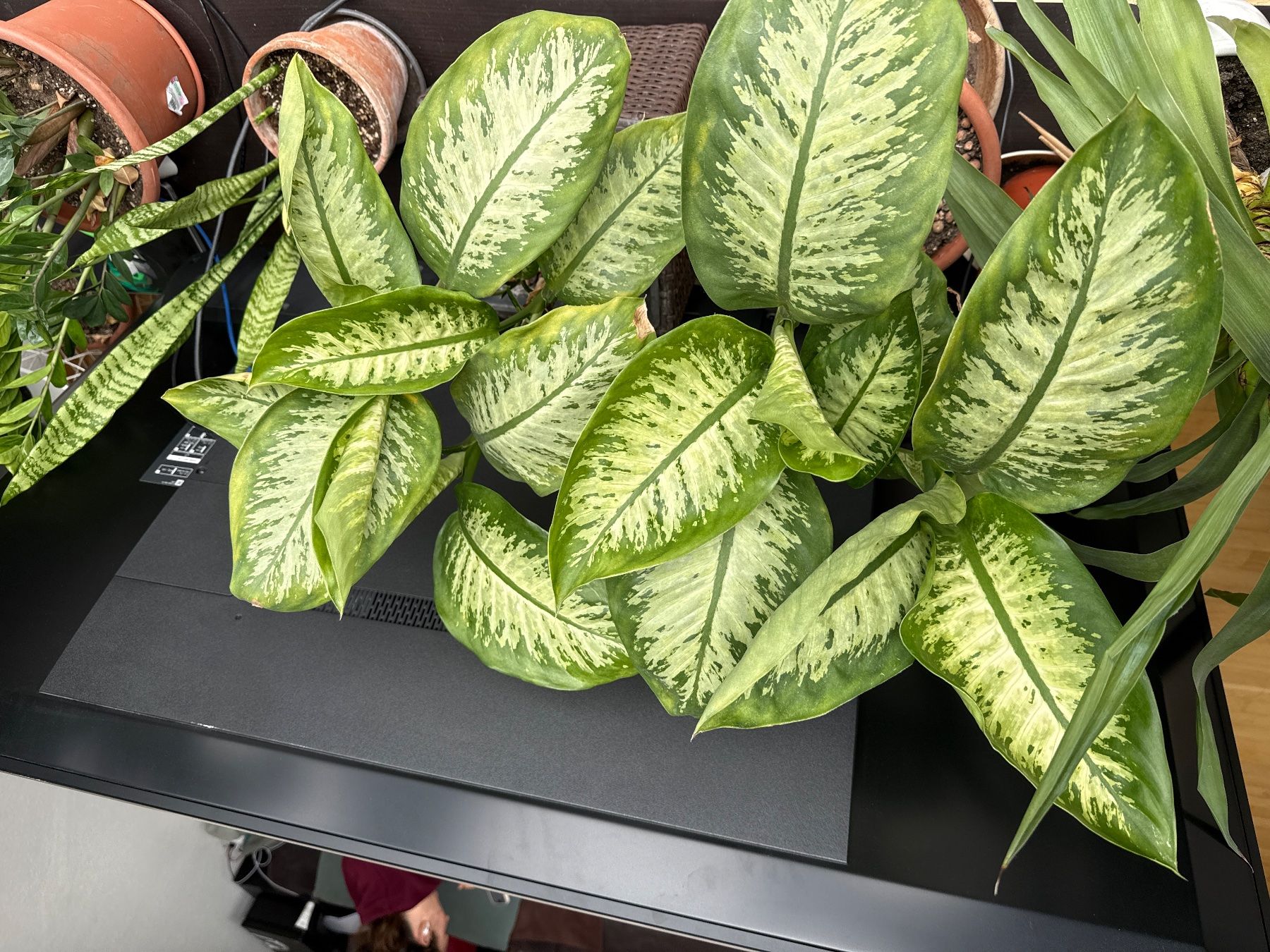 Piante & sementi: Dieffenbachia/ Leopard Lily – Usato da Root D4 venduto da Baslemso 3