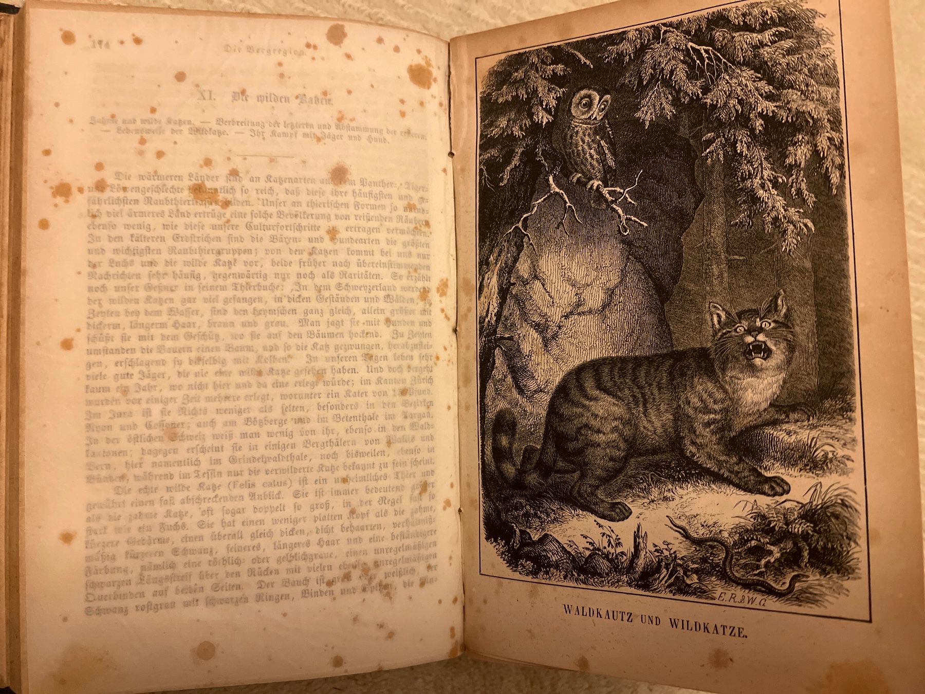 Bücher: Das Thierleben der Alpenwelt, Leipzig, 1860 – Gebraucht aus Endingen von chocosweet 3