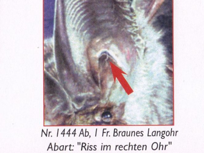 Tous les timbres: 2012 Abart Ab Sonderblock Braunes Langohr ** Postfrisch ** – Neuf (Voir description) à Adliswil par Aenti 3