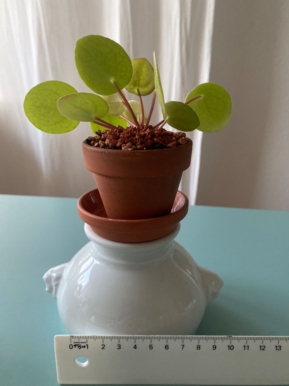 Piante & sementi: Geldbaum/ Dollar Jungpflanze/ Pilea 3 – Nuovo (secondo la descrizione) da Zürich venduto da echt01 2