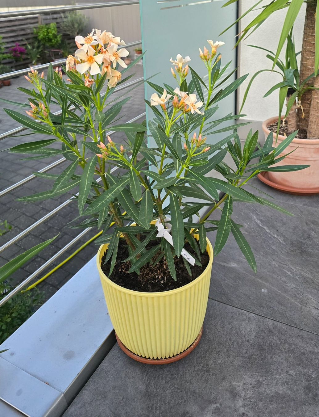Plantes & graines: Schöner Oleander mit Topf – D'occasion à Aarburg par popkorn65 1