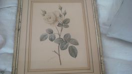 Lithographie gelbe Rose signiert P.J. Redoute