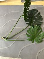 Monstera Deliciosa Stamm Ableger mit 3.Blätter 