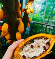 Ab 5.- fr THEOBROMA CACAO 1 Echte Kakaobohne